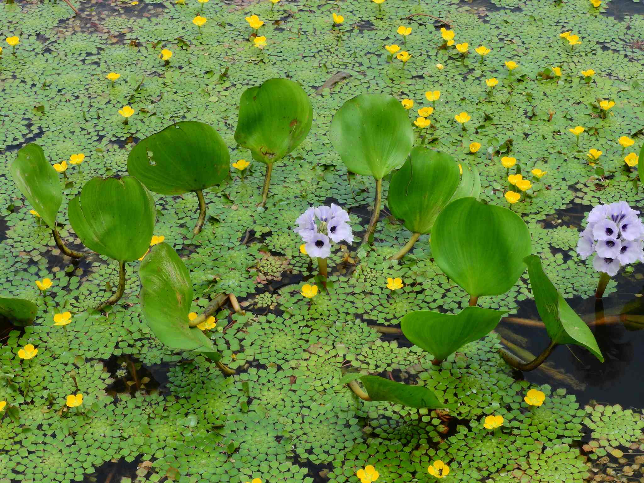 Pontederia azurea