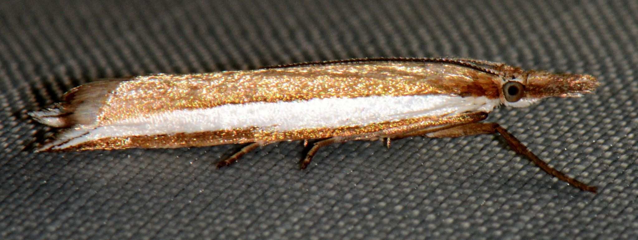 Fernandocrambus