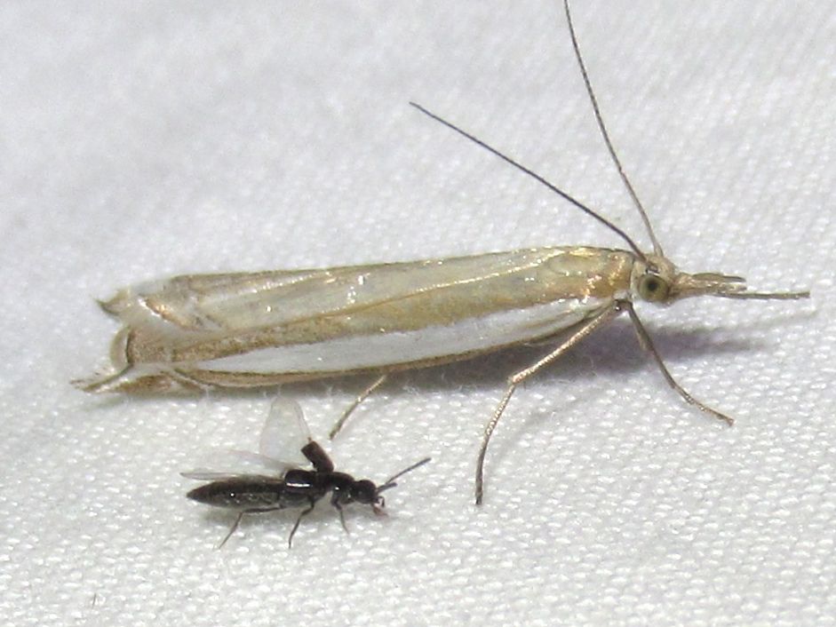 Fernandocrambus