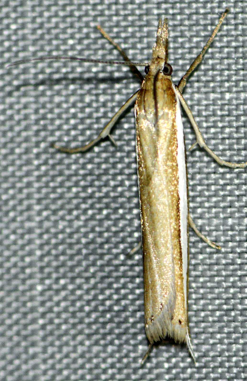 Fernandocrambus