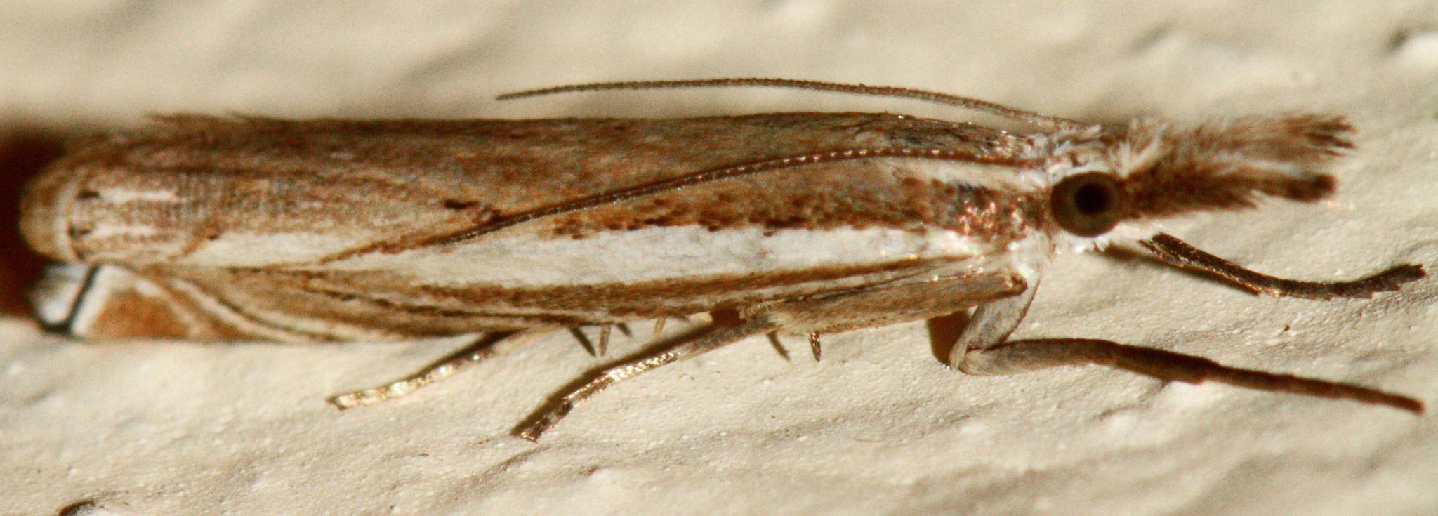 Fernandocrambus