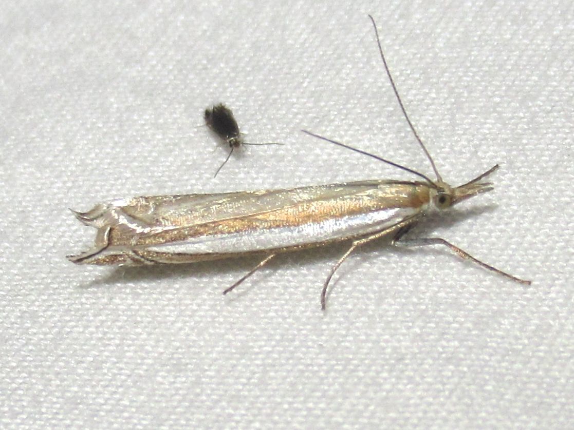 Fernandocrambus