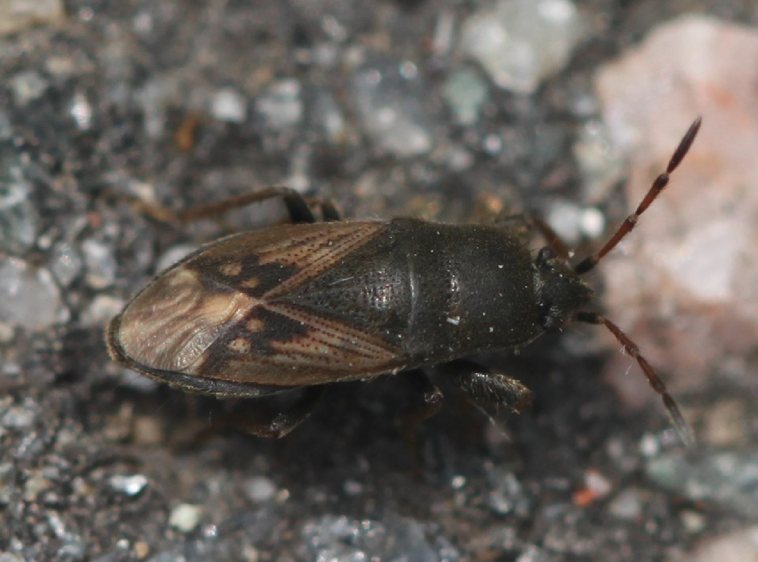 Megalonotus