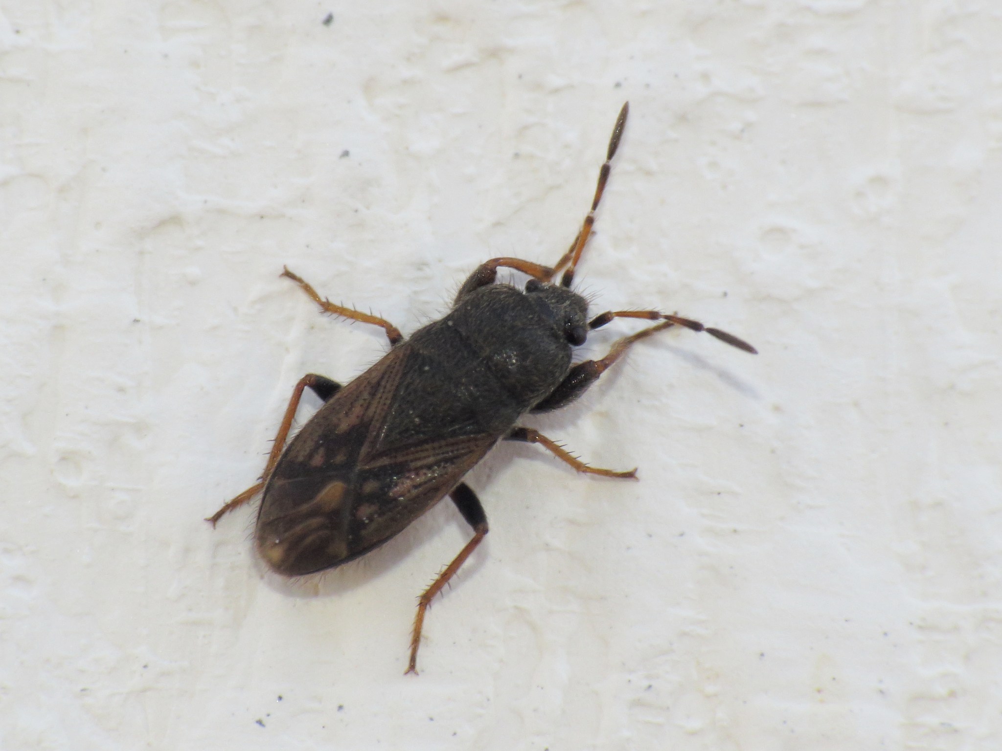 Megalonotus