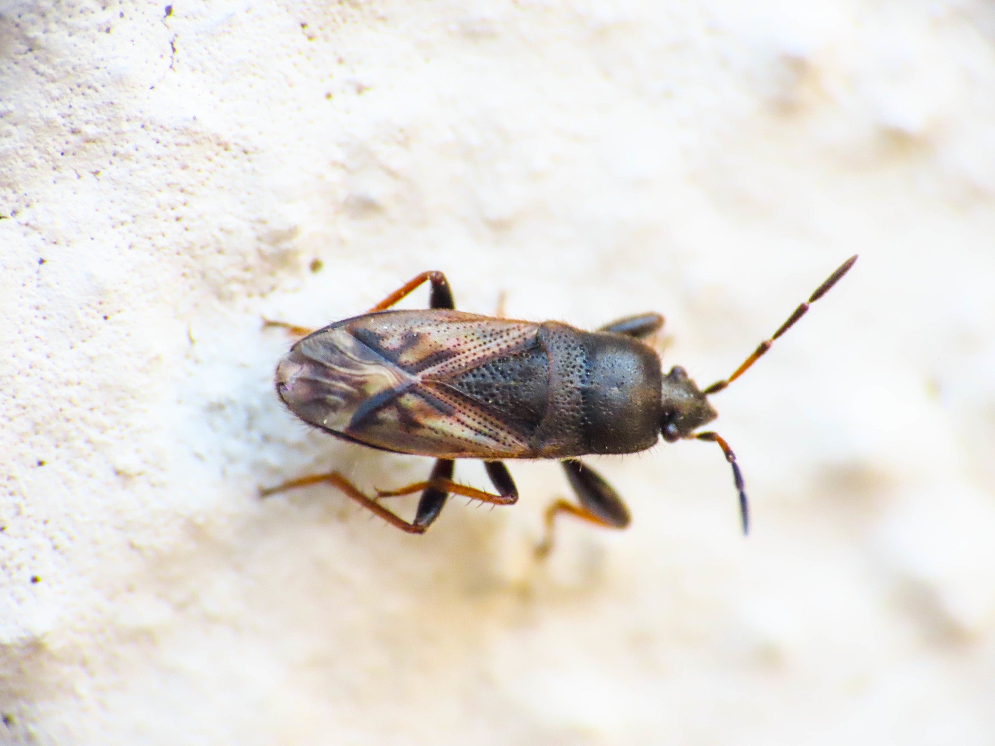 Megalonotus