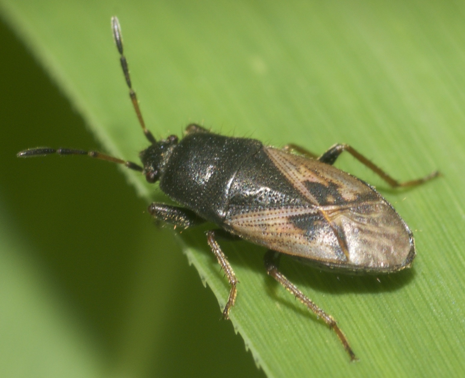 Megalonotus