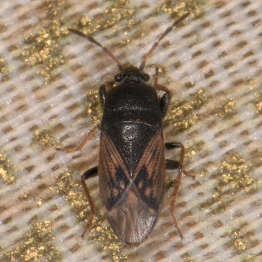 Megalonotus