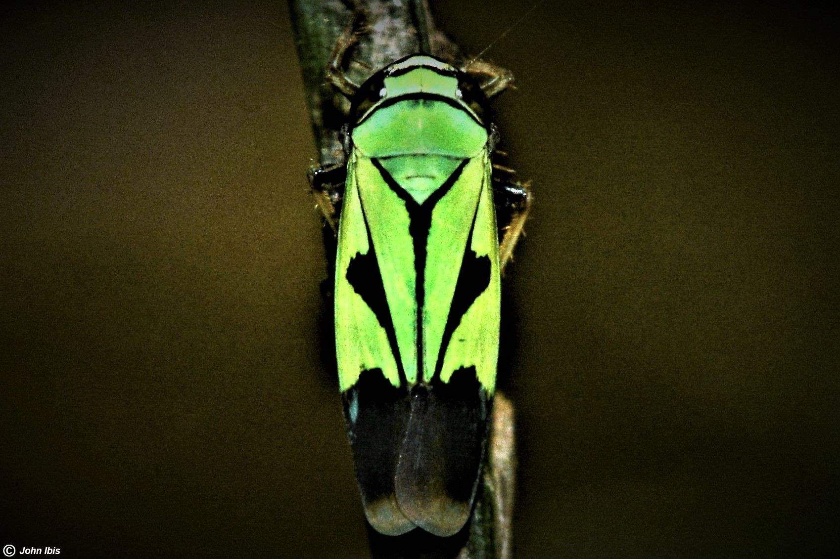 Nephotettix nigropictus