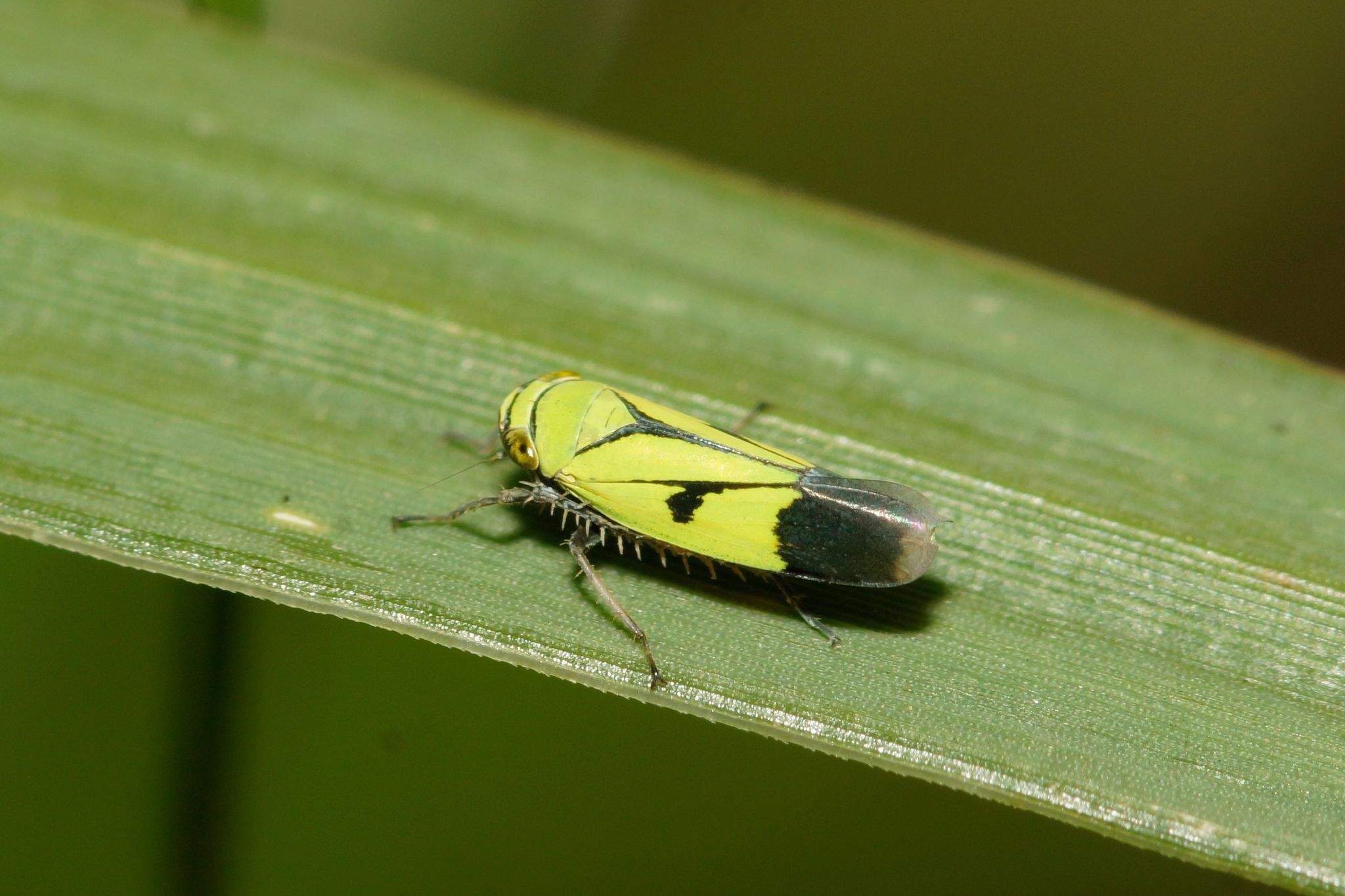 Nephotettix nigropictus