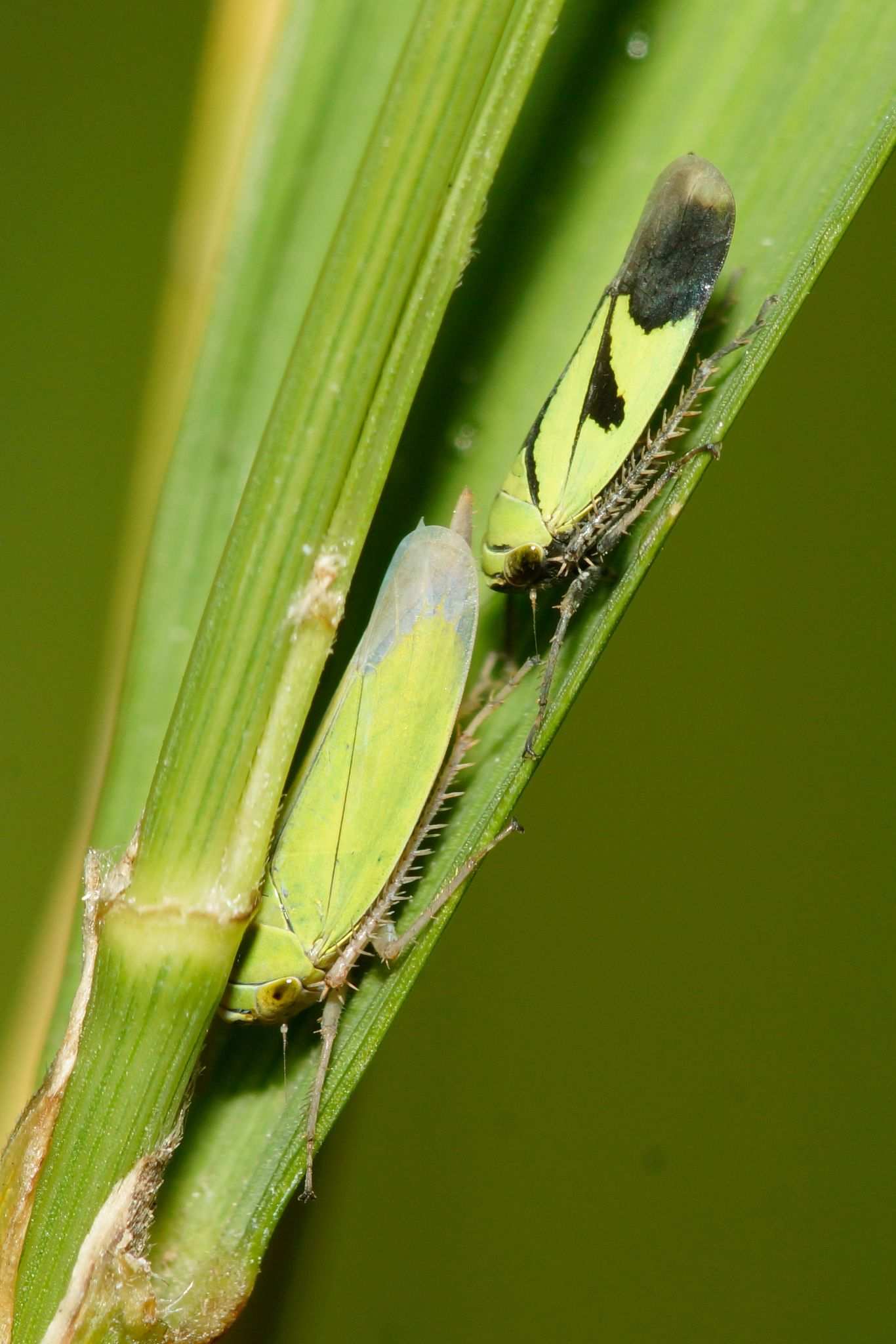 Nephotettix nigropictus
