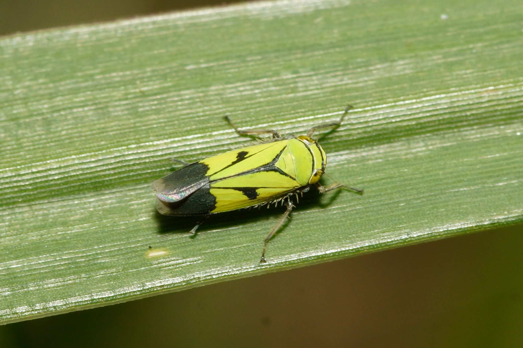Nephotettix nigropictus
