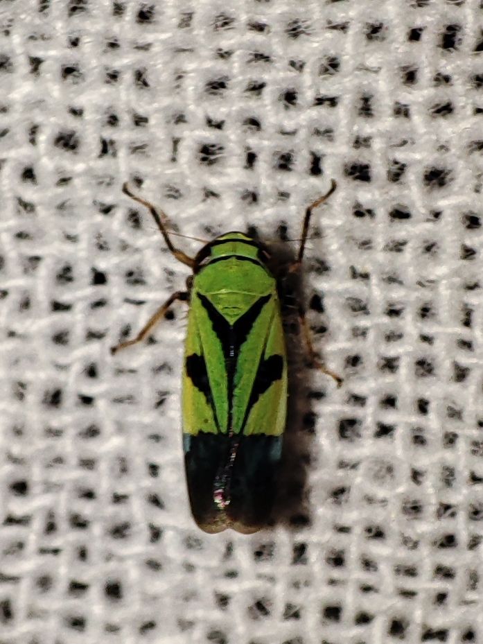 Nephotettix nigropictus
