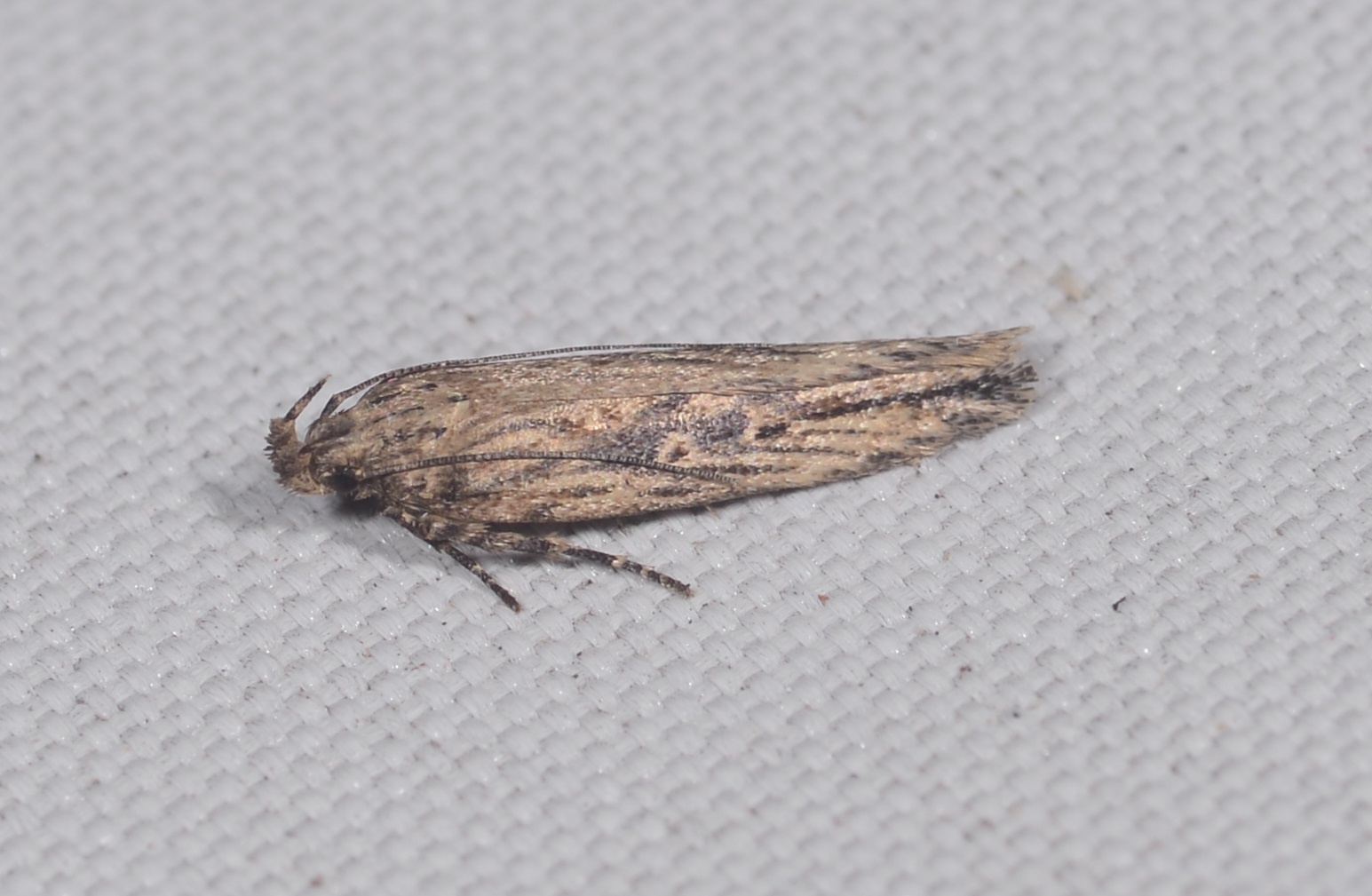 Tecia solanivora
