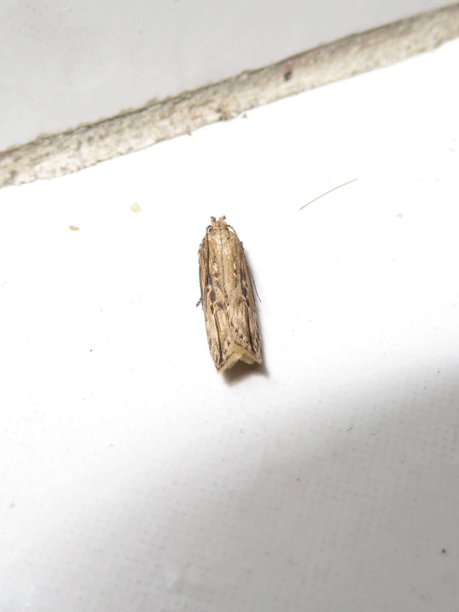 Tecia solanivora