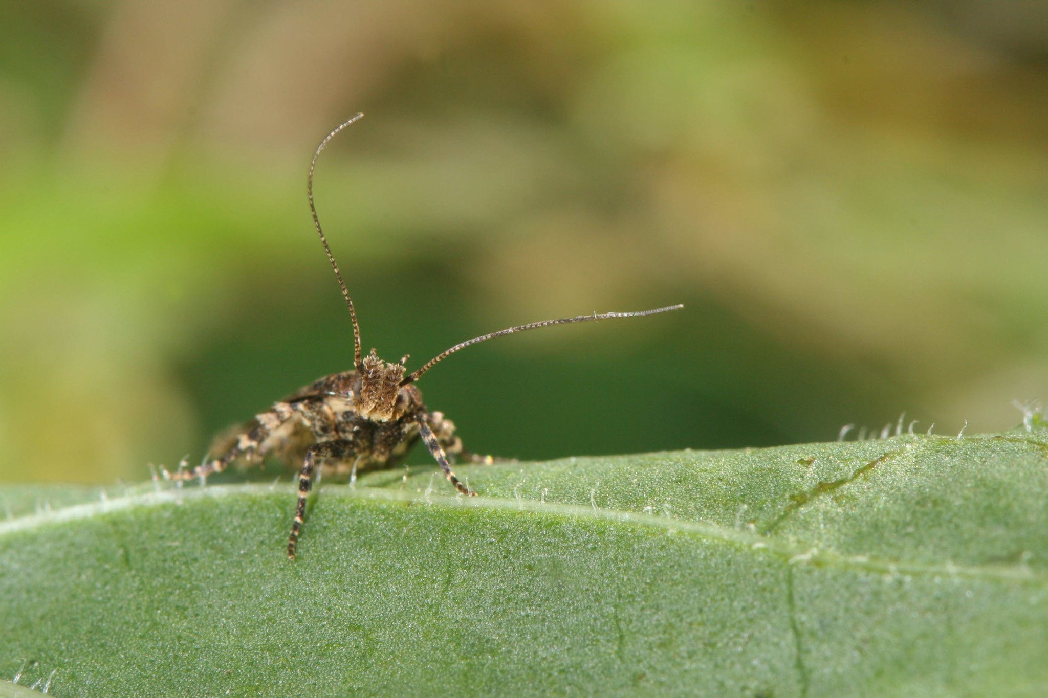 Tecia solanivora