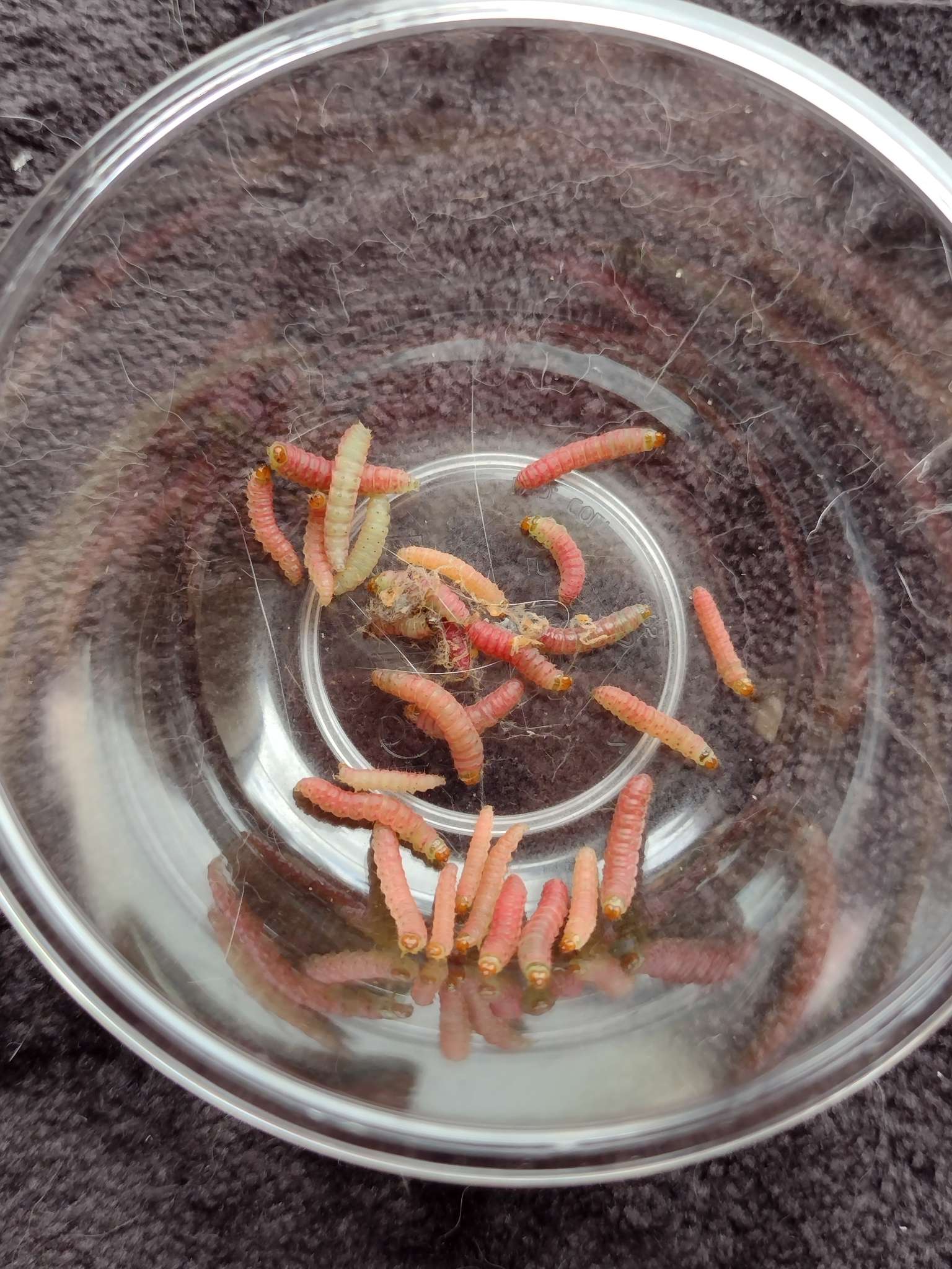 Tecia solanivora