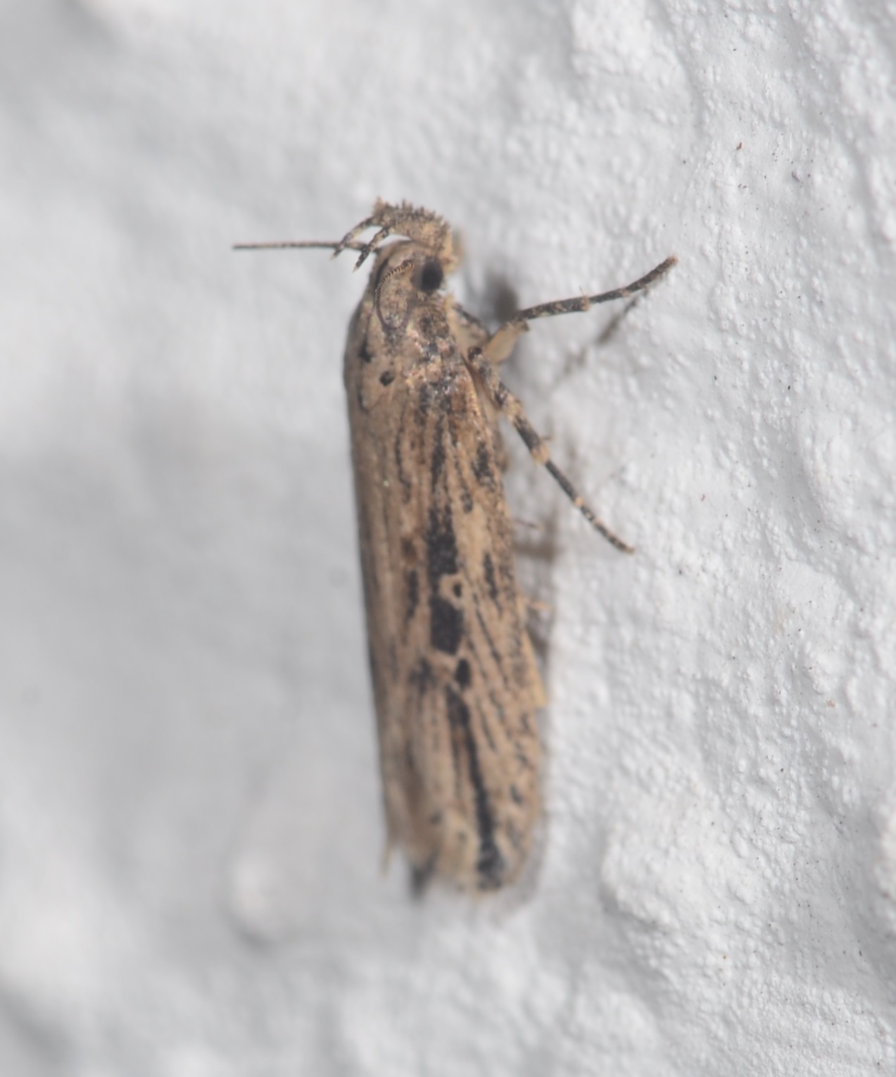 Tecia solanivora