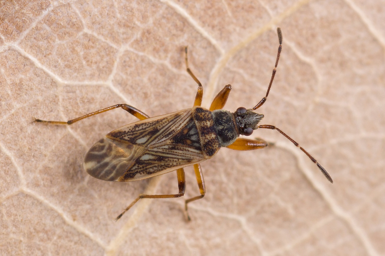Pachybrachius