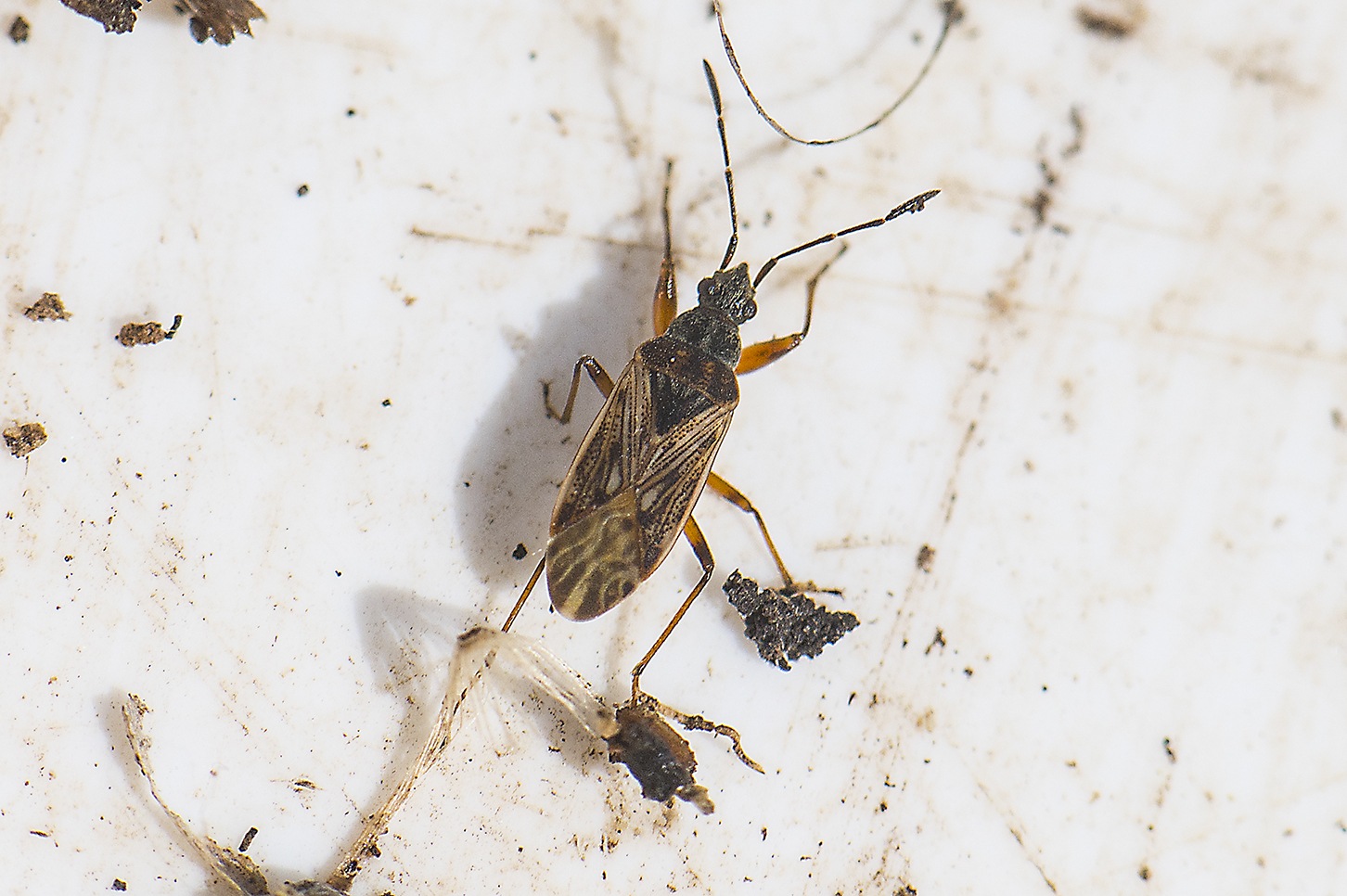 Pachybrachius