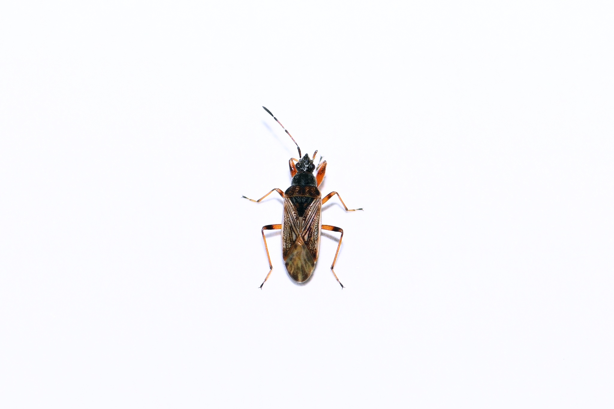 Pachybrachius