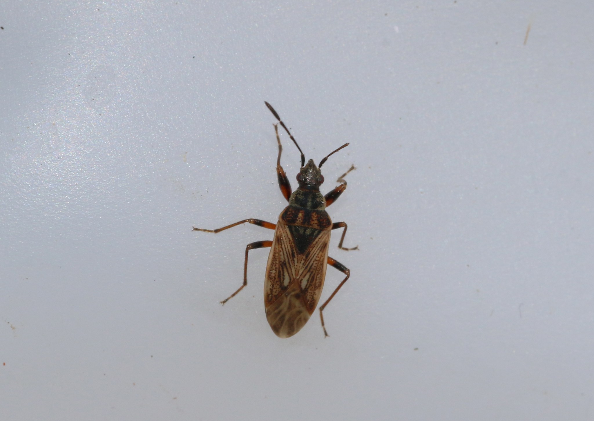 Pachybrachius