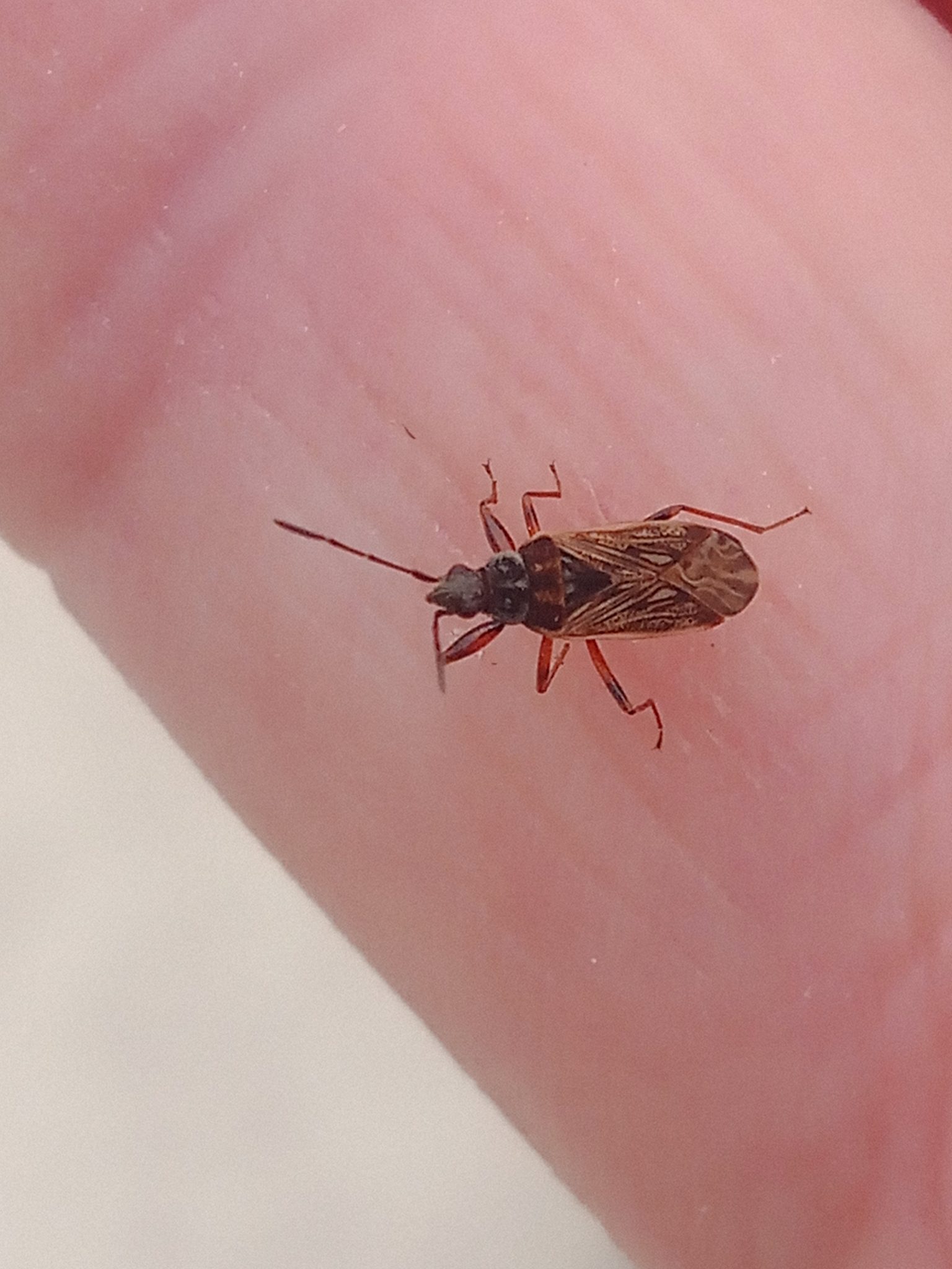 Pachybrachius
