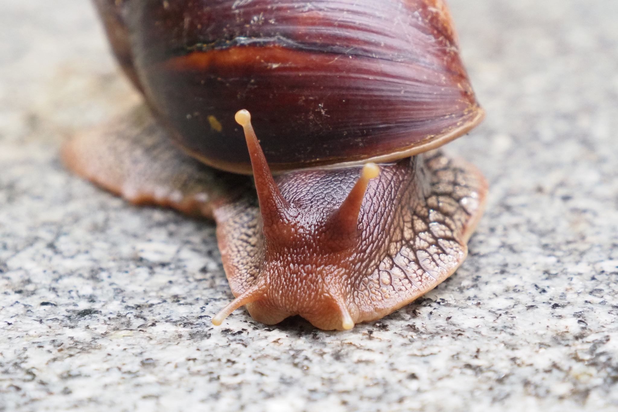Lissachatina immaculata