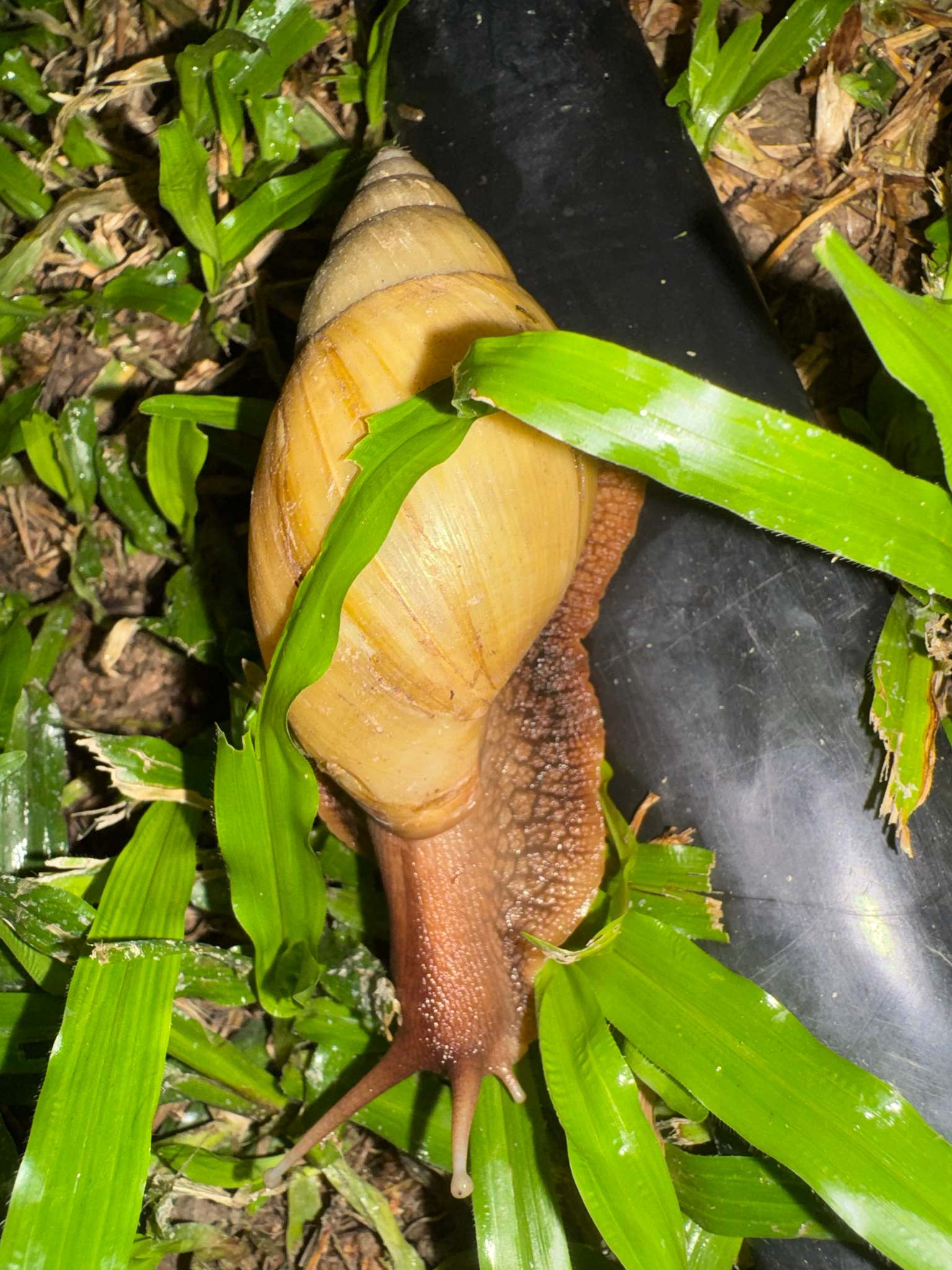 Lissachatina immaculata