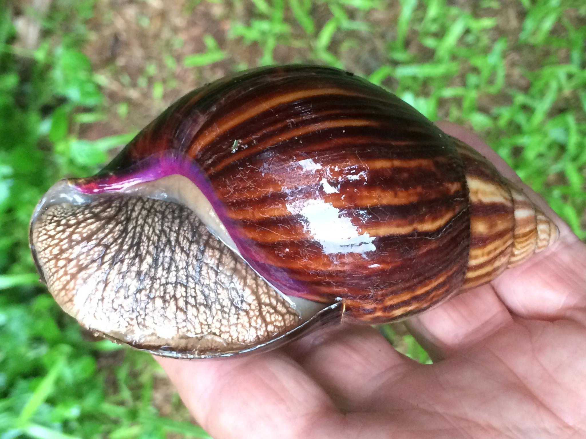 Lissachatina immaculata
