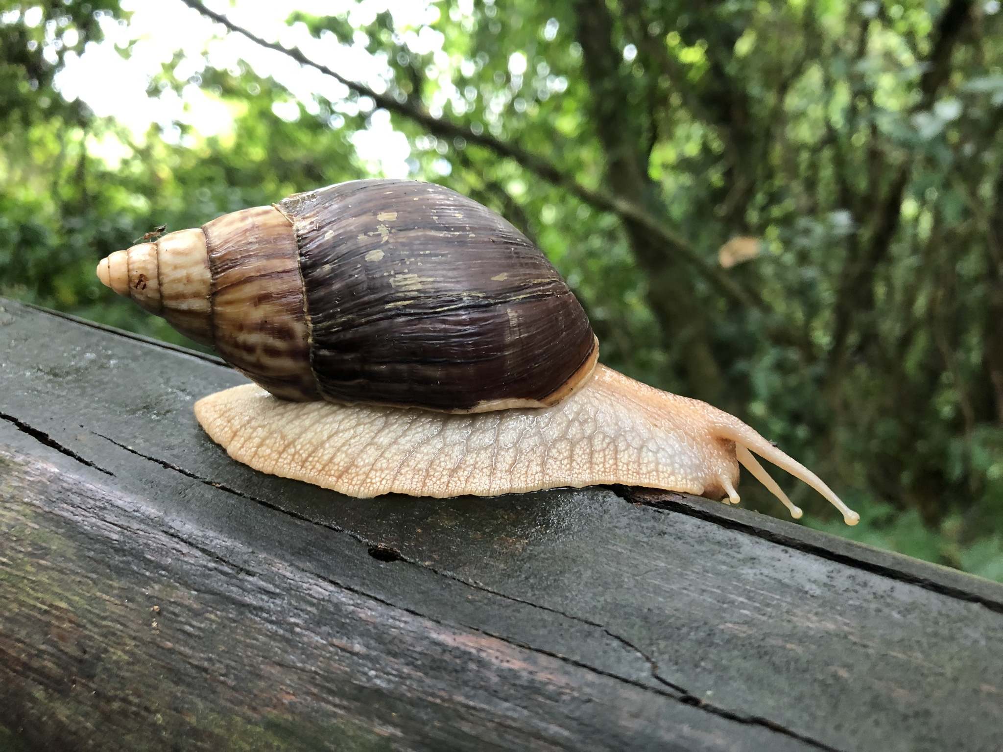 Lissachatina immaculata