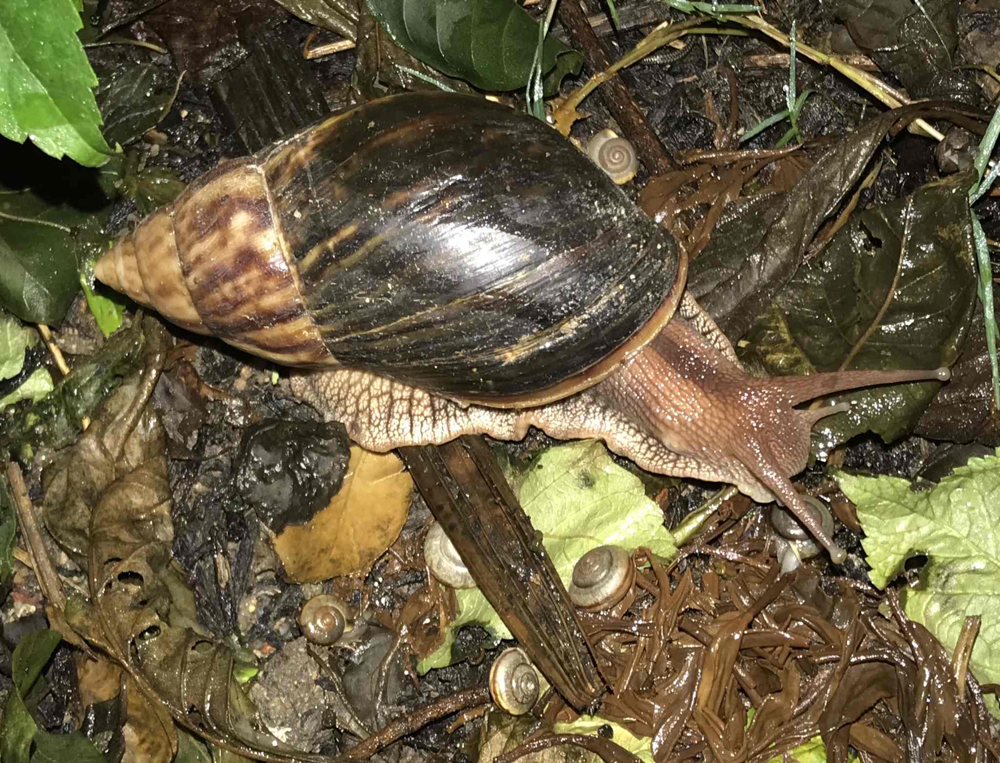 Lissachatina immaculata