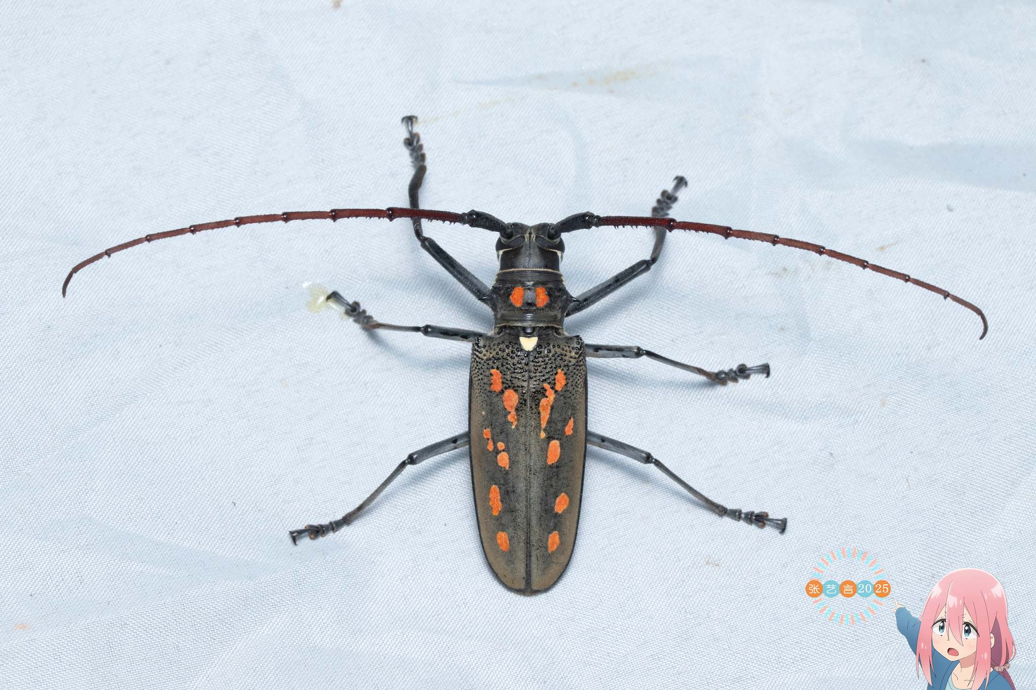 Batocera davidis