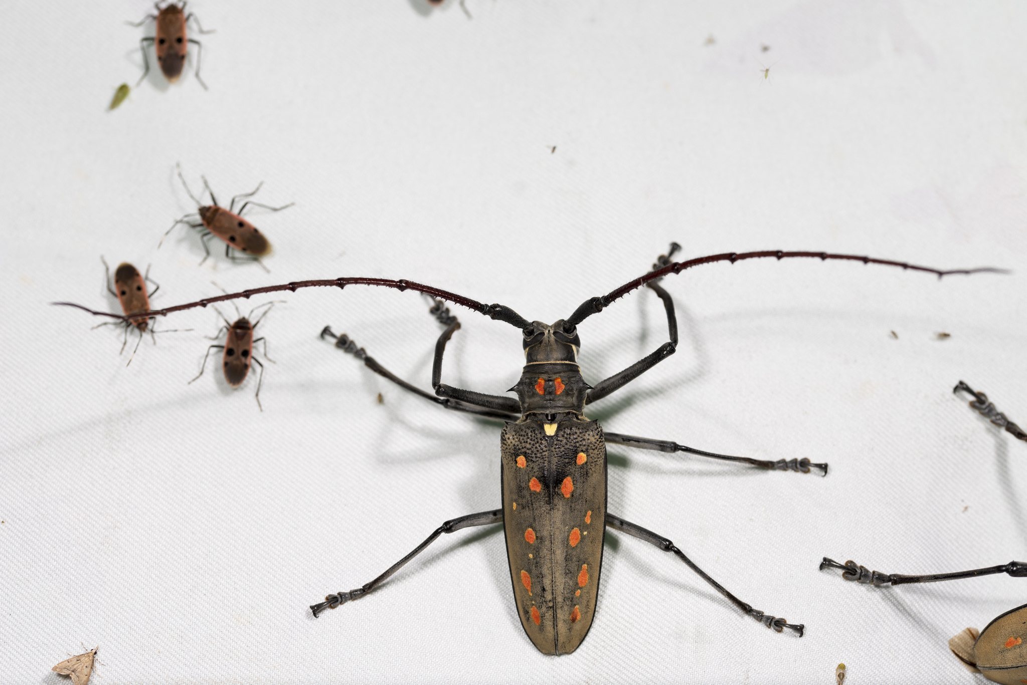 Batocera davidis