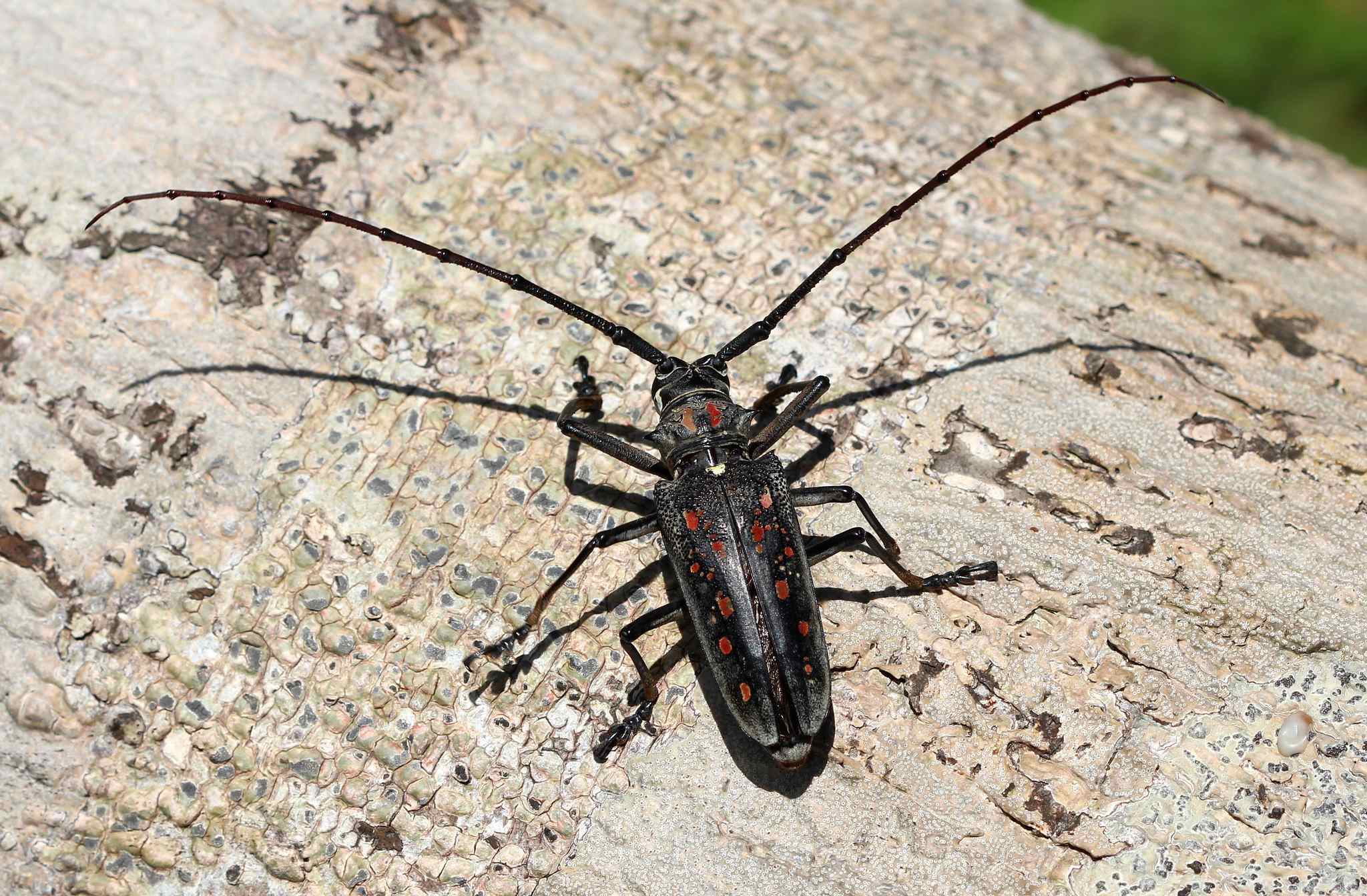 Batocera davidis