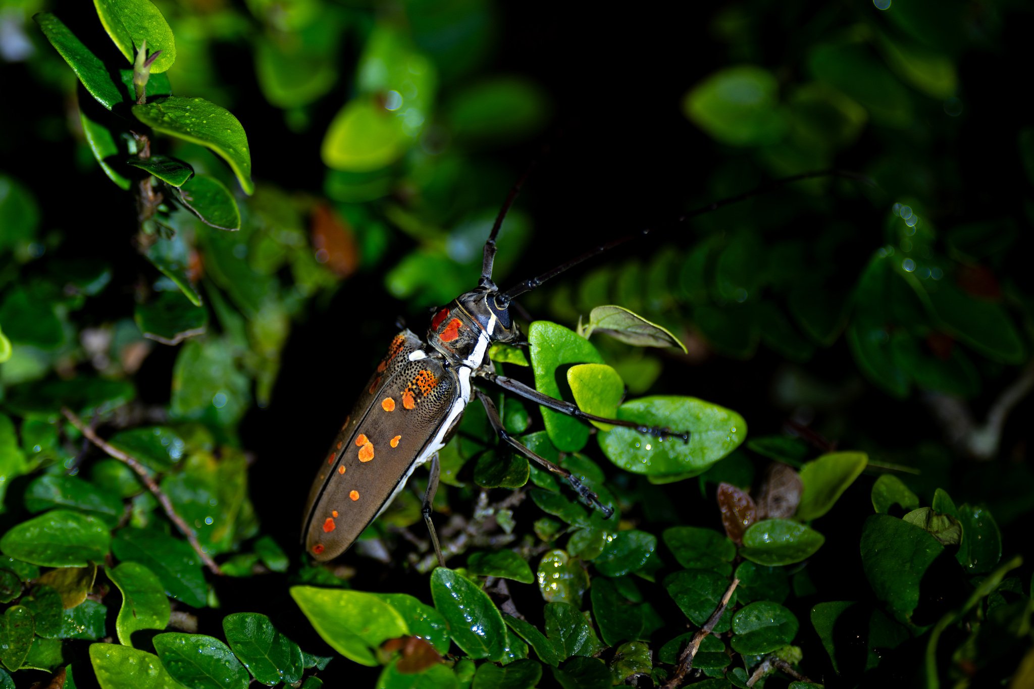 Batocera davidis