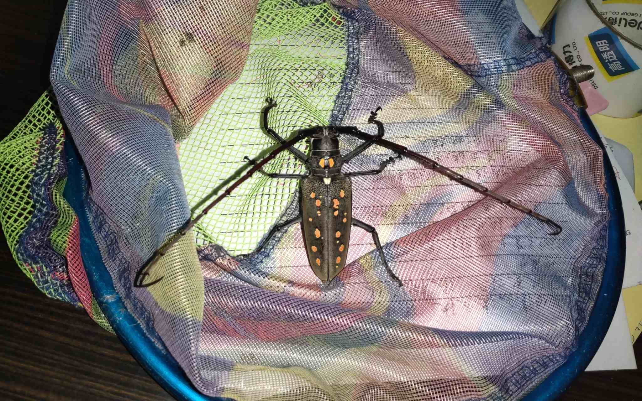 Batocera davidis