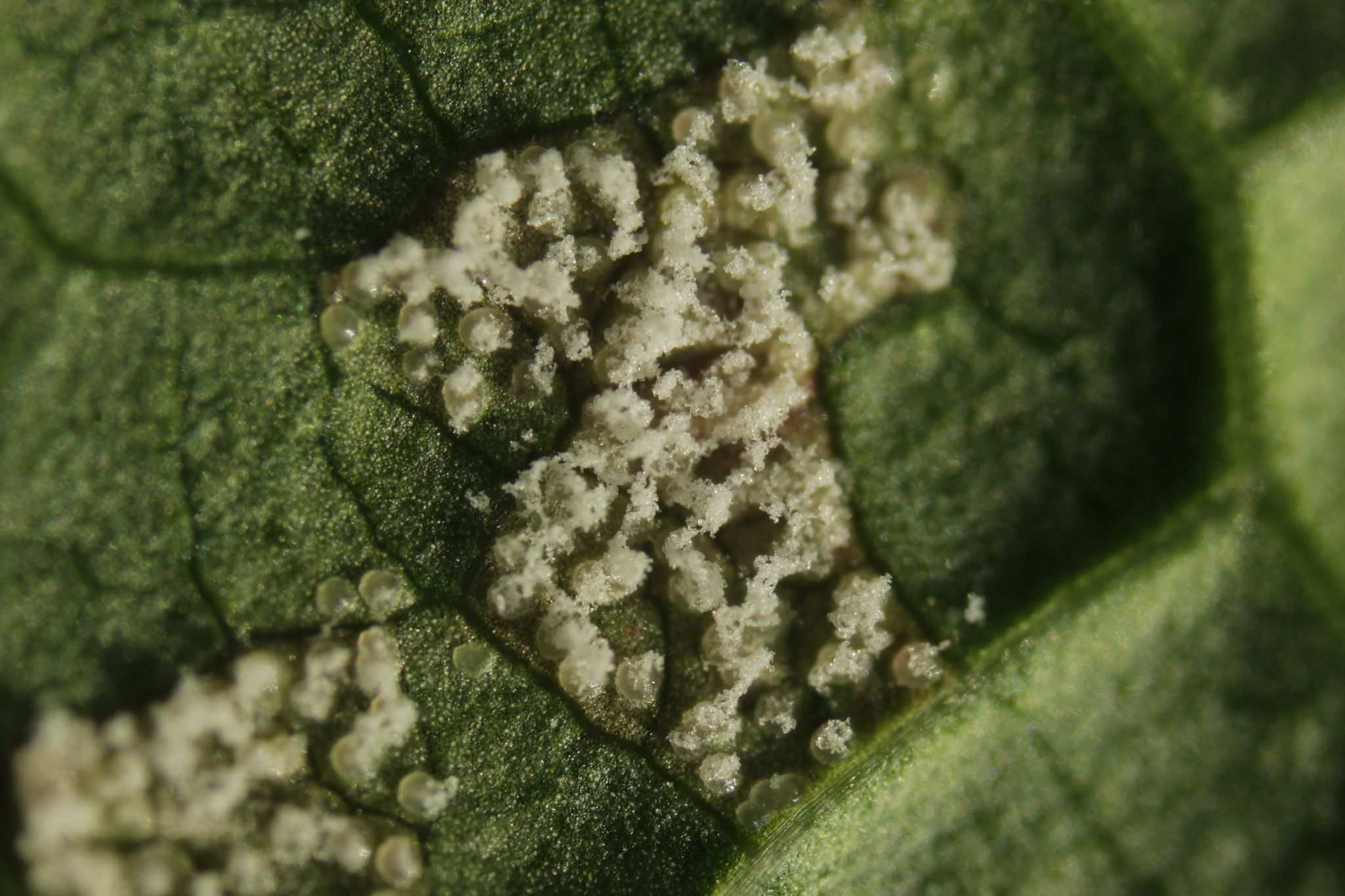 Pucciniastrum areolatum