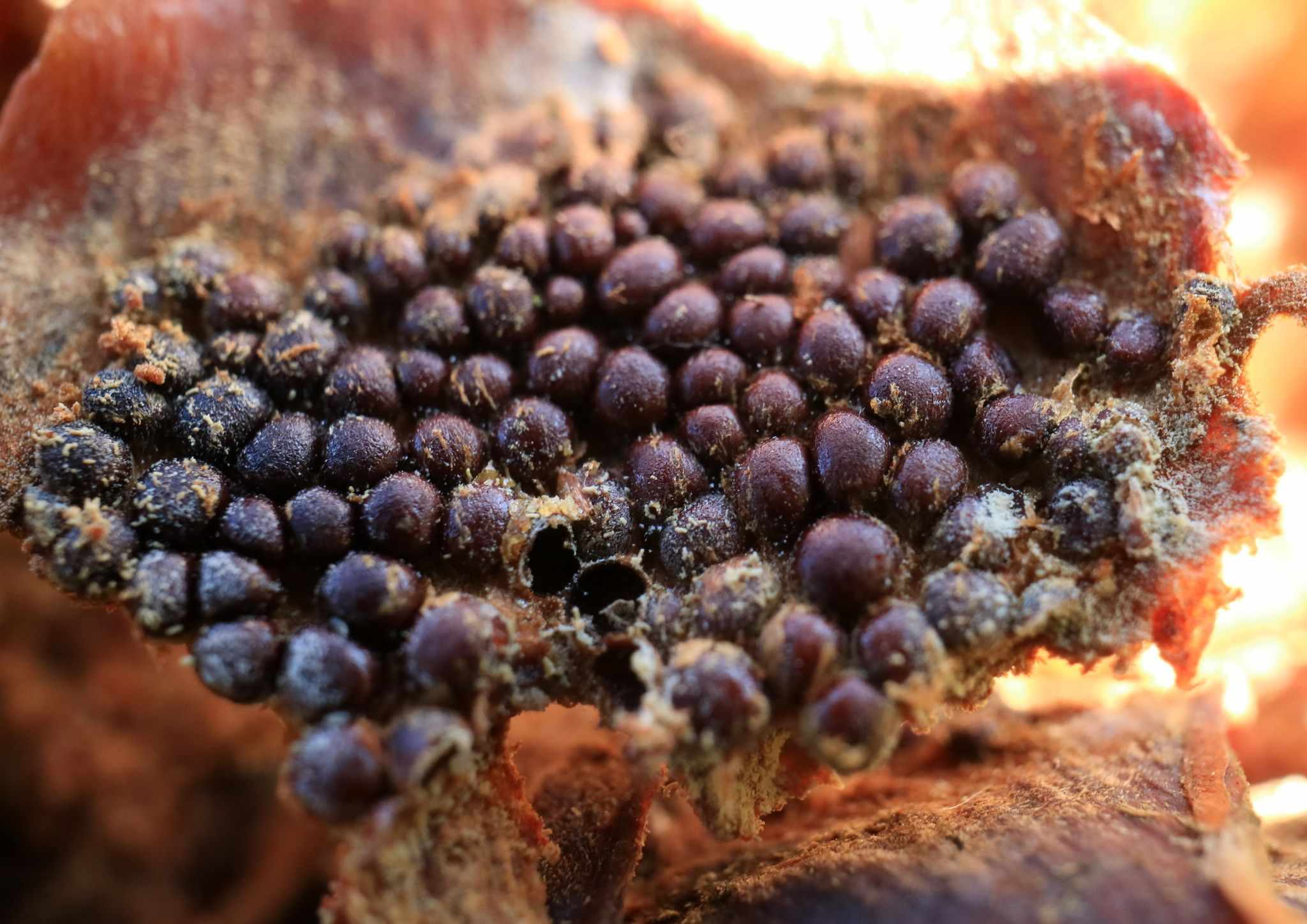 Pucciniastrum areolatum