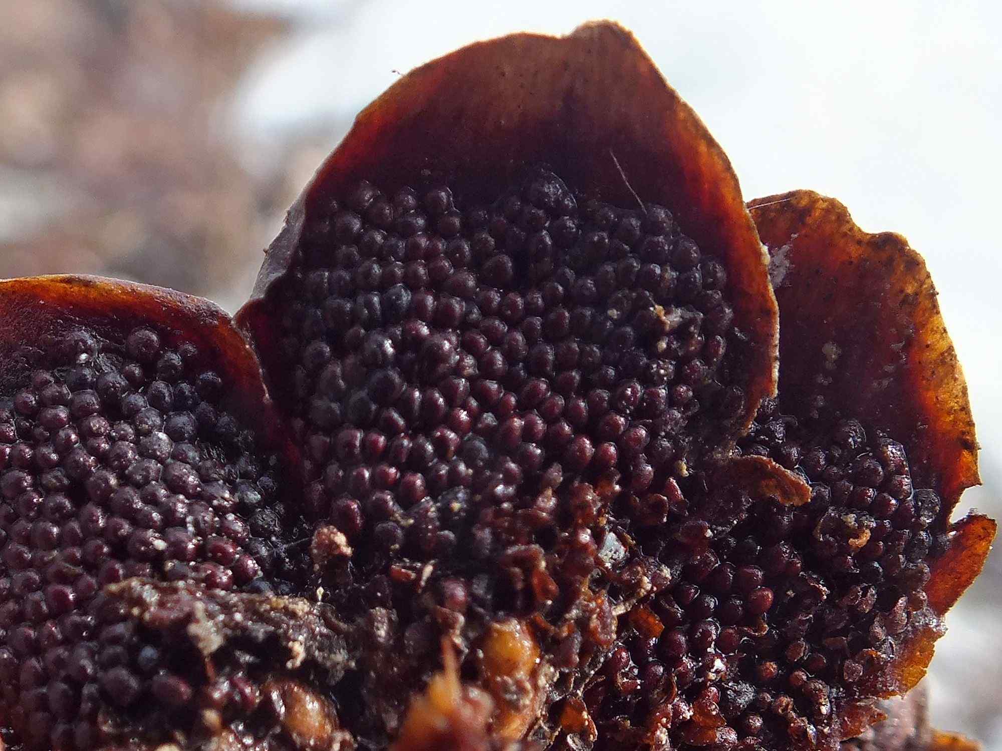 Pucciniastrum areolatum