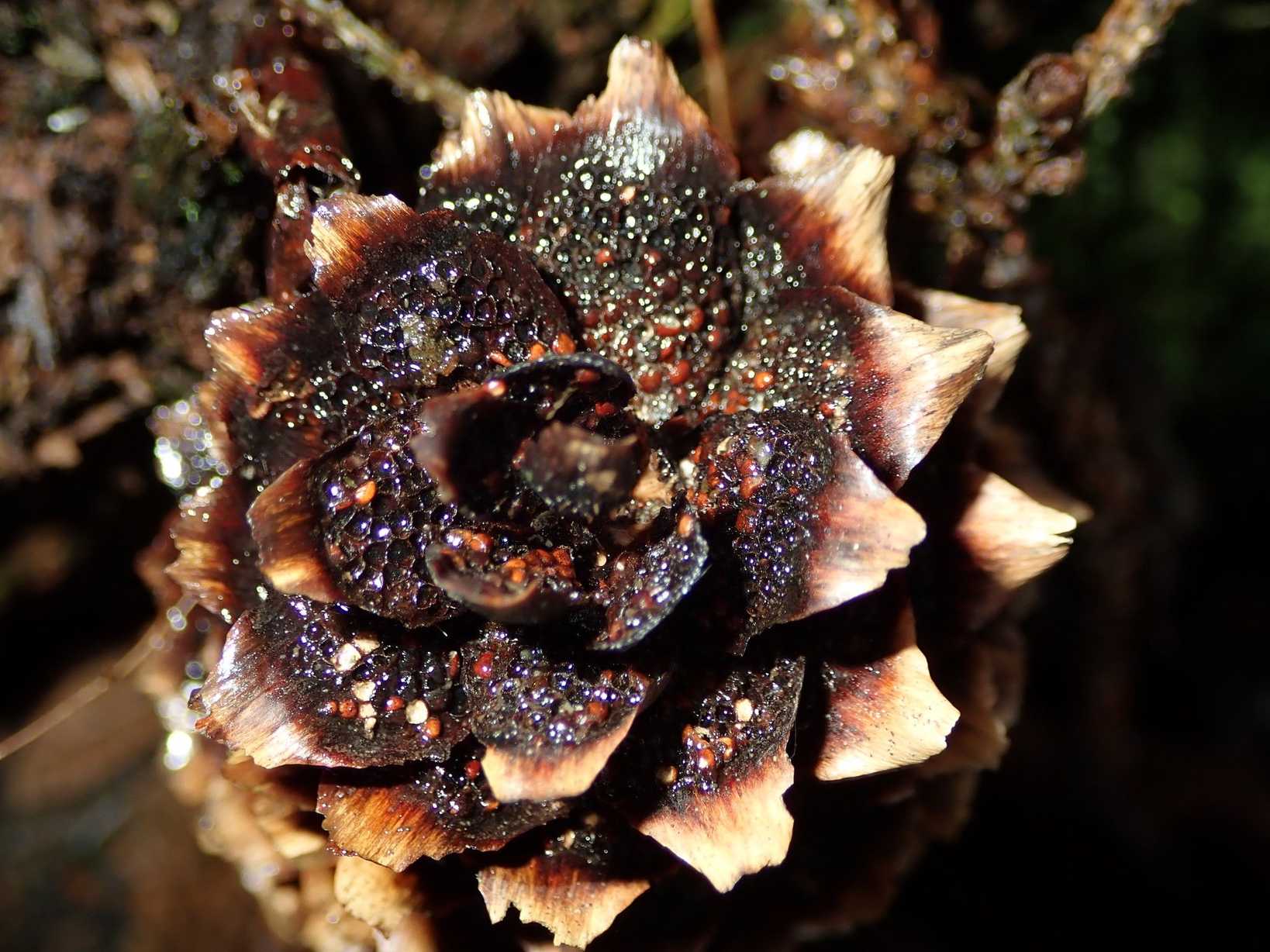 Pucciniastrum areolatum
