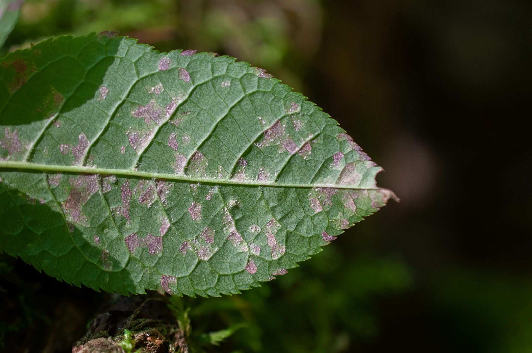 Pucciniastrum areolatum