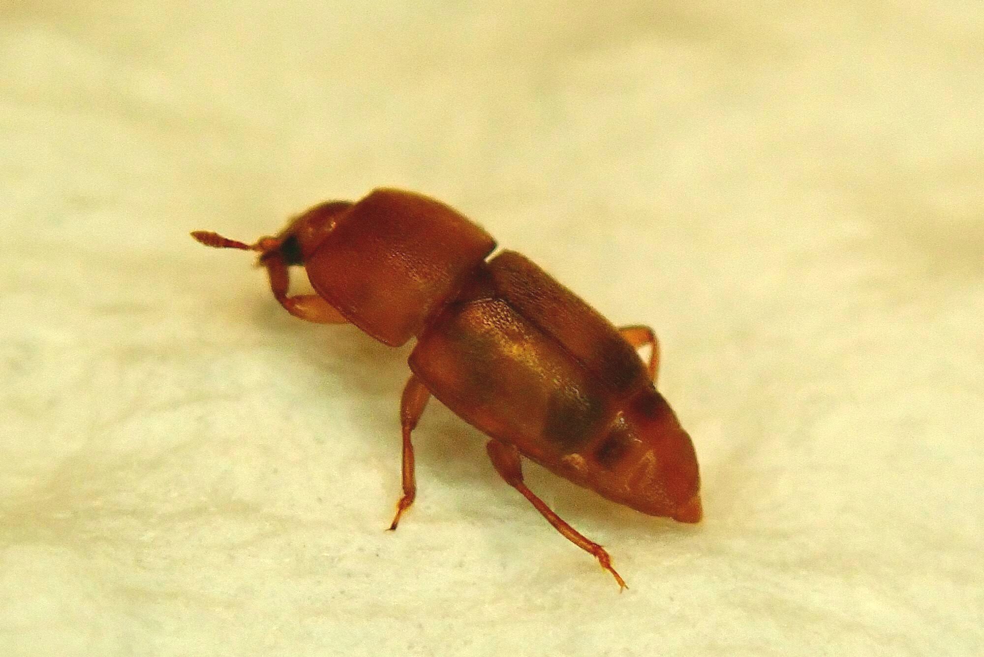 Carpophilus dimidiatus