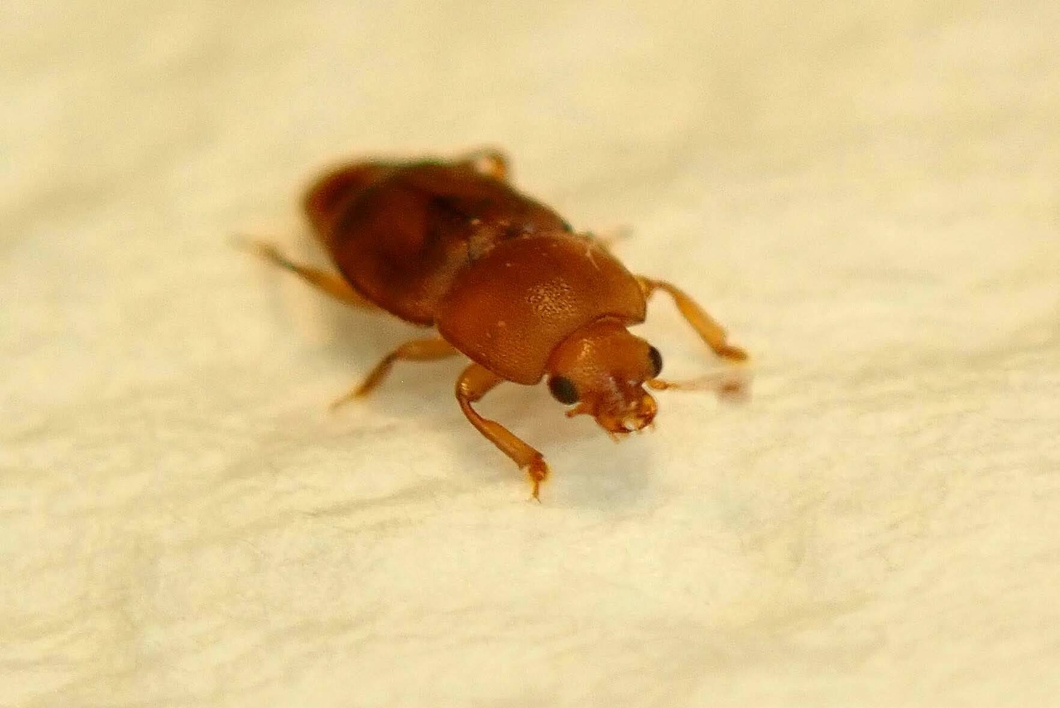 Carpophilus dimidiatus