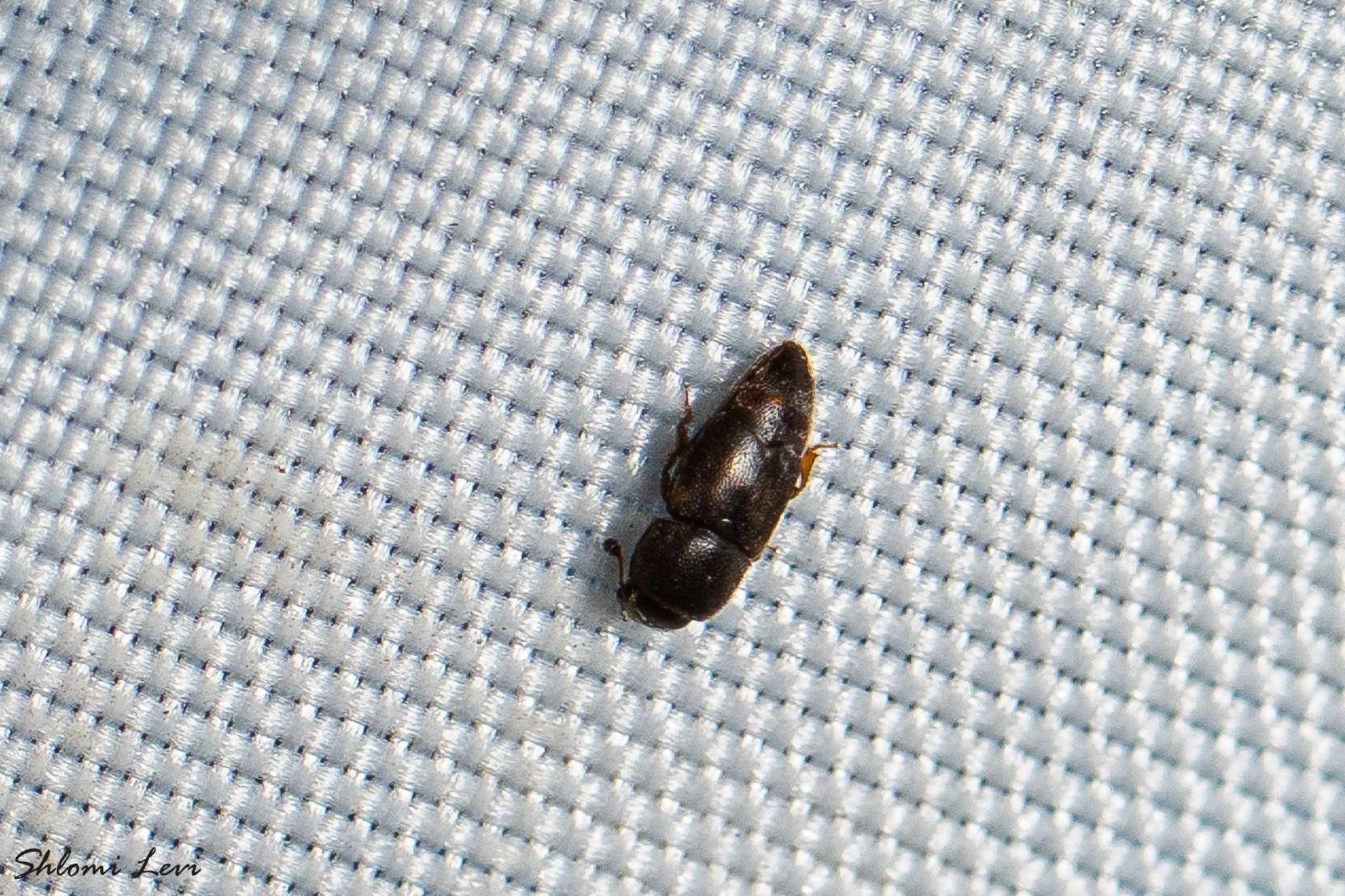 Carpophilus dimidiatus