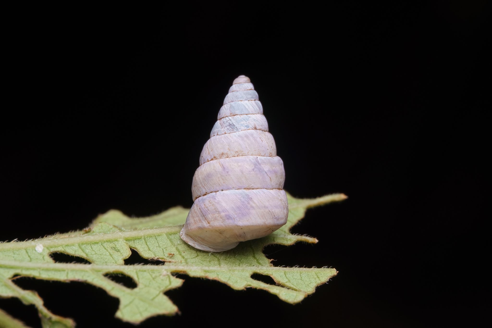 Pseudobuliminus buliminoides