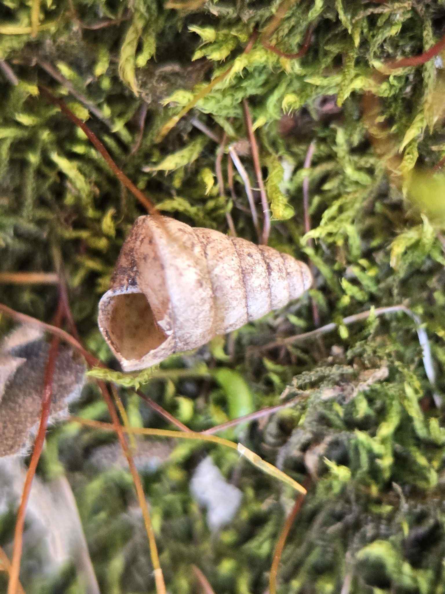 Pseudobuliminus buliminoides