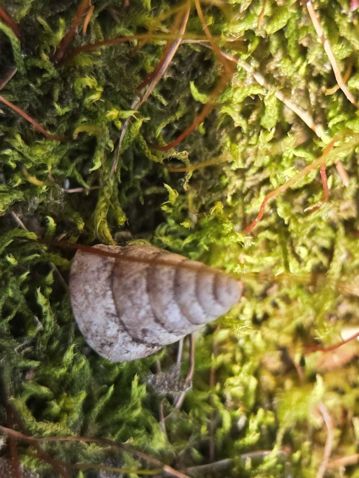 Pseudobuliminus buliminoides