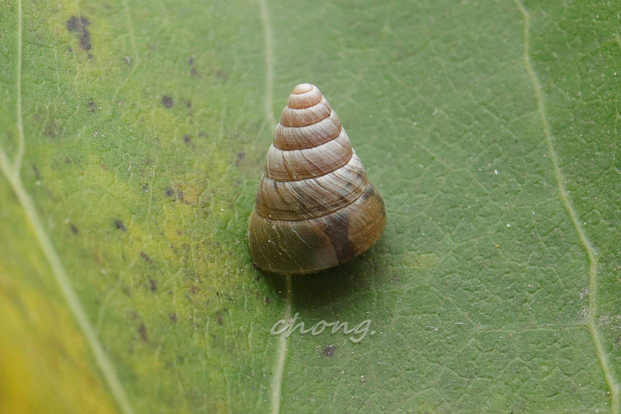 Pseudobuliminus buliminoides