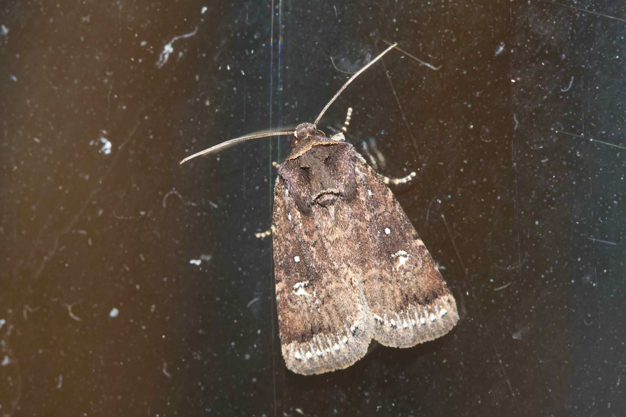 Ochropepla
