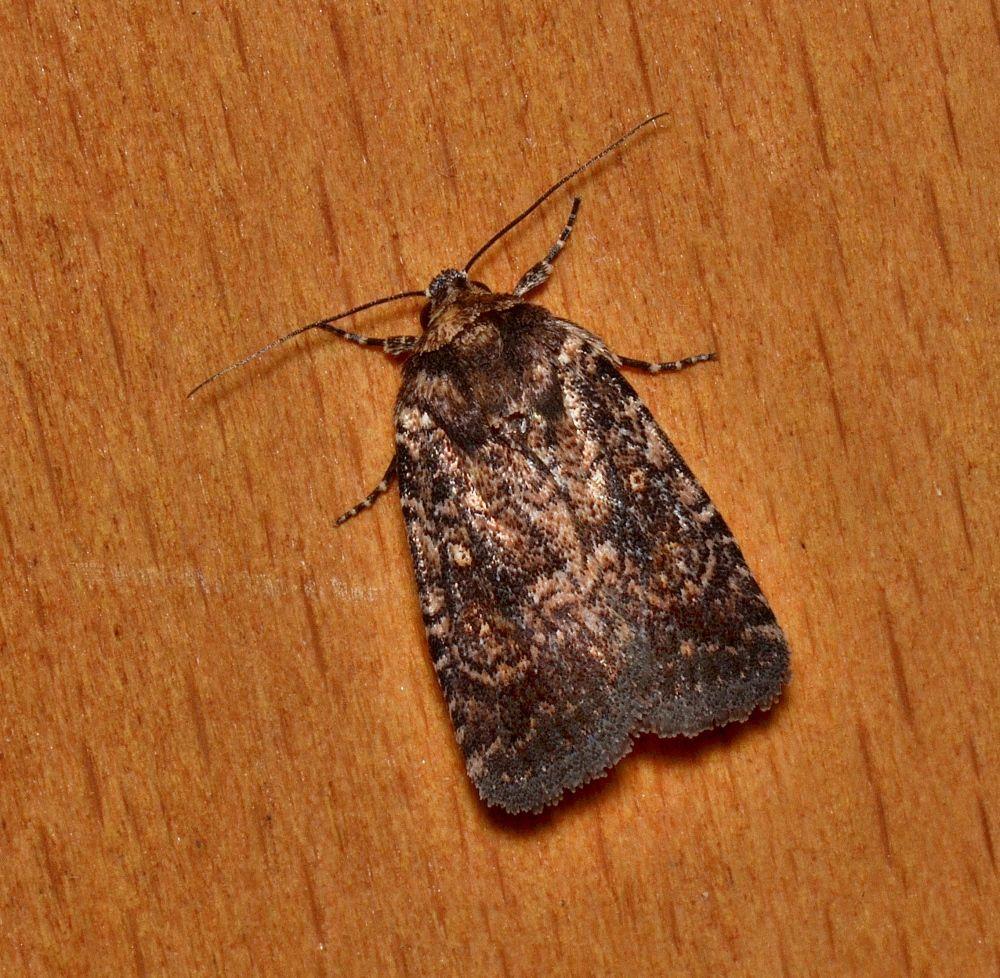 Ochropepla